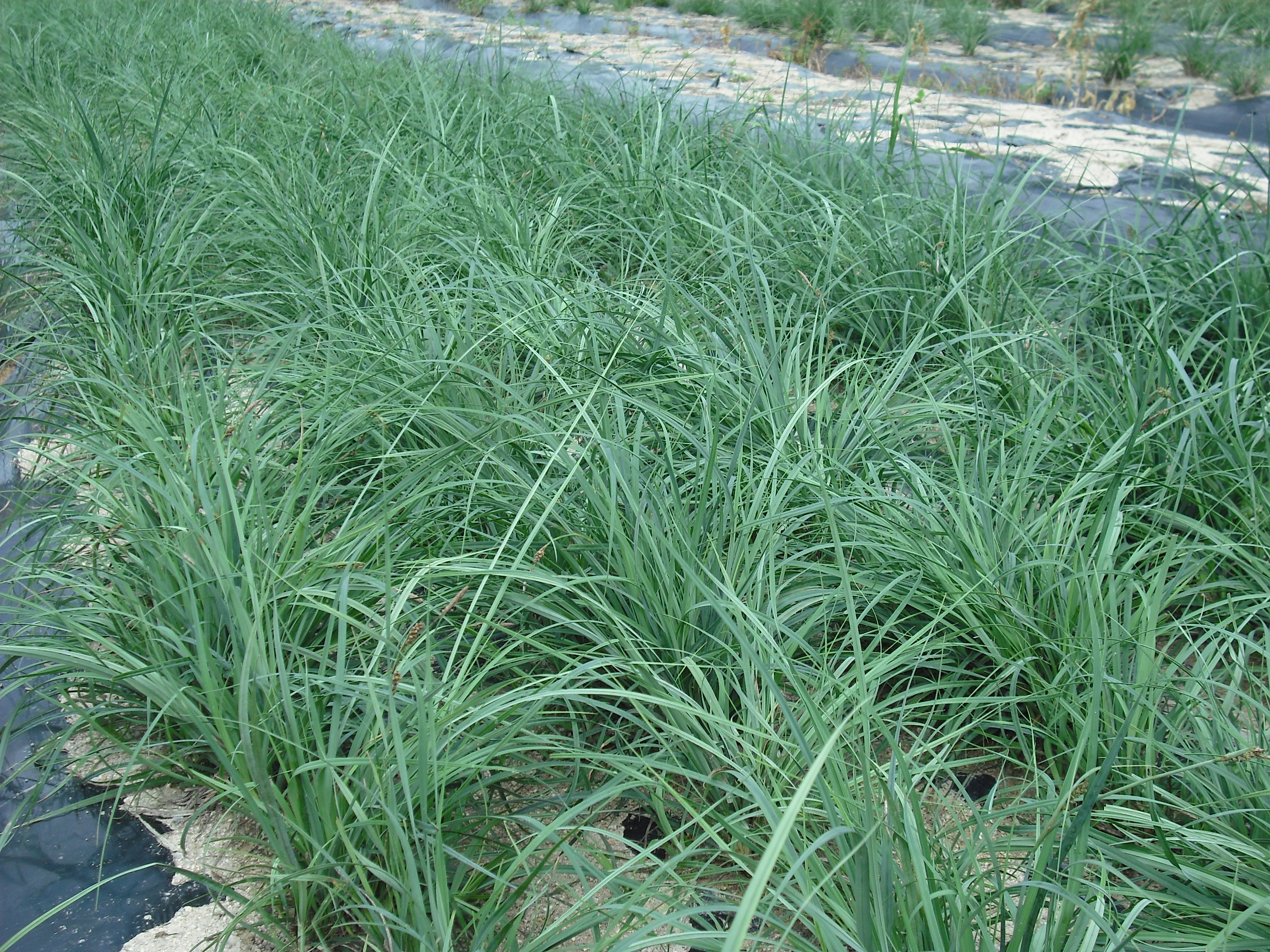 Carex flacca